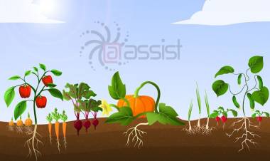 Tenant Tales: The Carpet Garden