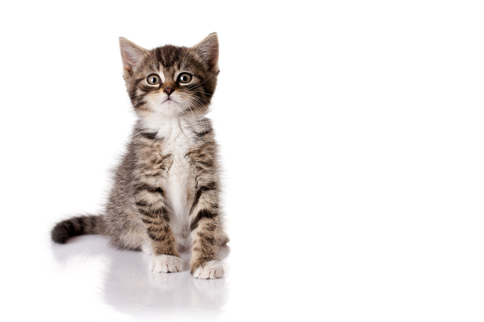 Kitten